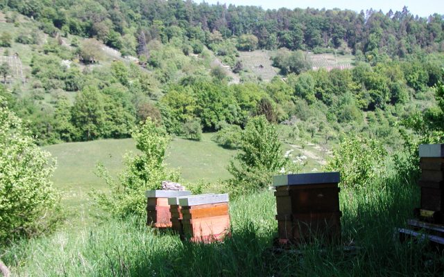 bienenstoecke am waldrand